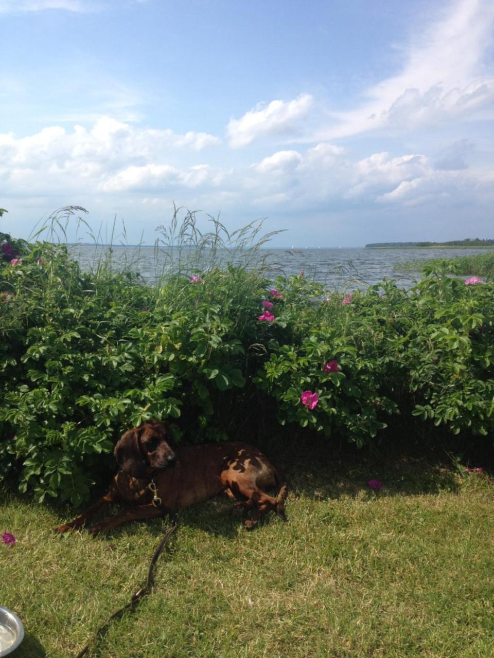 Urlaubsglueck Familien- & Hunde-Paradies Rankwitz Exterior foto